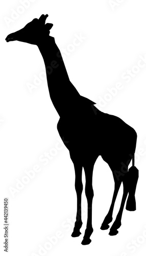 Silhouette of a giraffe isolated on a white background. Vector illustration