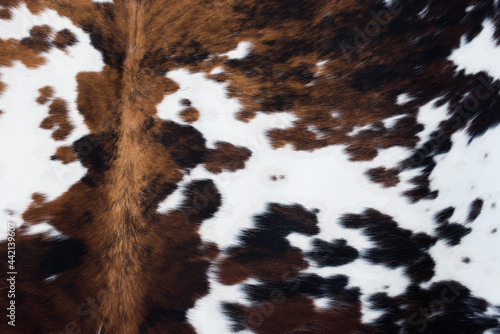 the texture of white and brown cowhide  photo