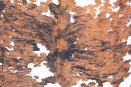 the texture of white and brown cowhide  photo