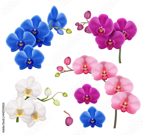 Orchids realistic. Exotic flowers botanical illustration tropical floral vector collection decent colored pictures isolated