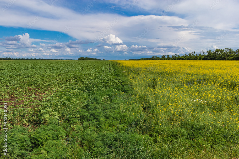 View of a field with green grass and yellow flowers on a sunny day. A field of yellow and green vegetation against a blue sky with white cumulus clouds. Summer landscape.
