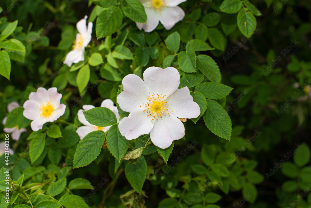 rosehip white flowers in the garden