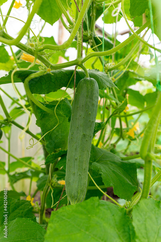 Young cucumber (Cucumis sativus) fruits on a bush with yellow flowers in a greenhouse