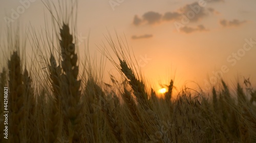 Ripe wheat crop against the backdrop of the setting sun. Shallow depth of field. Orange background.