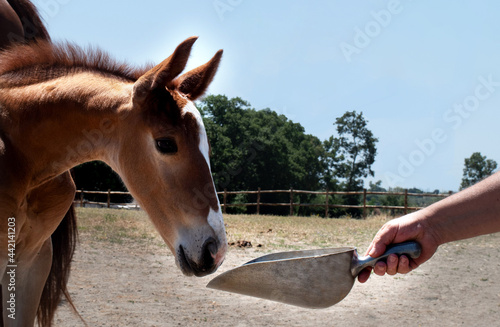 Foal Eating