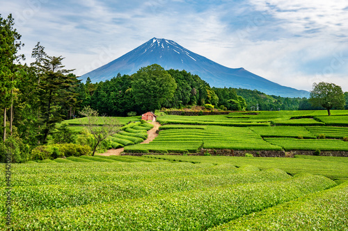 Mt. Fuji over the fresh green tea plantations in early summer 
