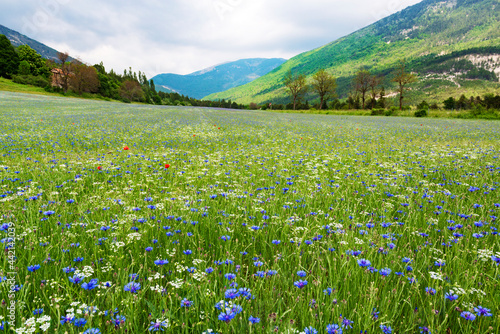 beautiful alpin meadow in Provence