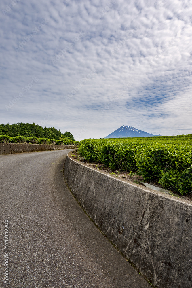 Fototapeta premium Mt. Fuji over the fresh green tea plantations with road in early summer 