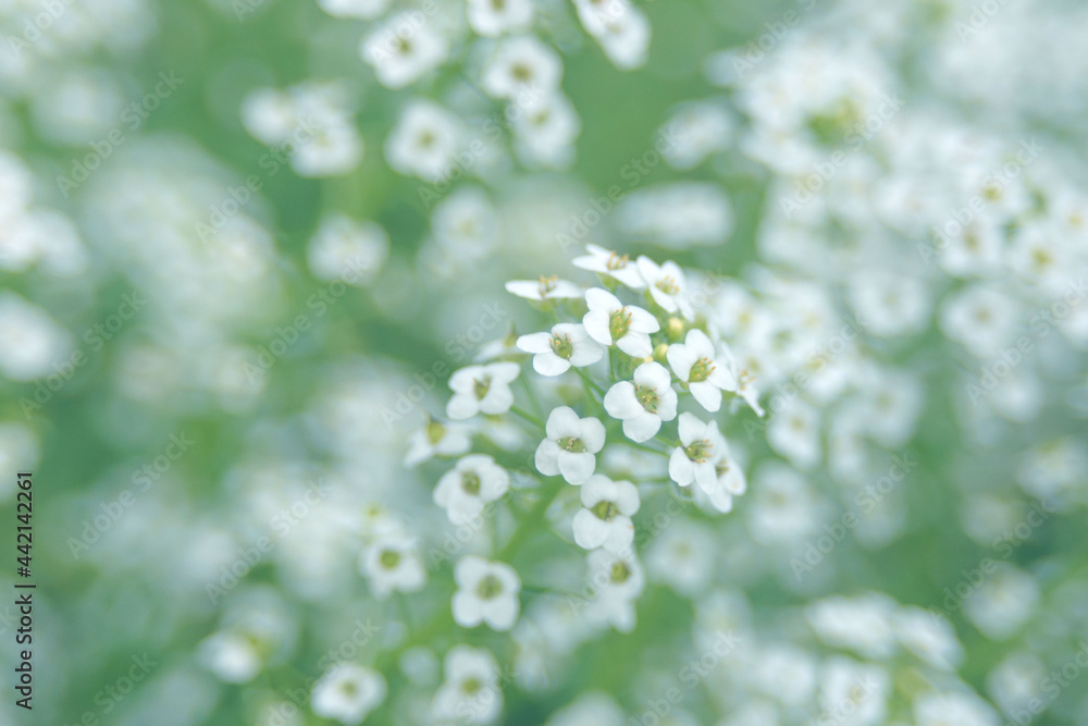 Delicate small white flowers of Lobularia maritima. A plant for decorating a flower garden, decorating balconies and verandas. Light floral background. Delicate small white flowers of Lobularia maritima. A plant for decorating a flower garden, decorating balconies and verandas. Light floral background.