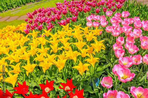Many colorful tulips daffodils in Keukenhof park Lisse Holland Netherlands.
