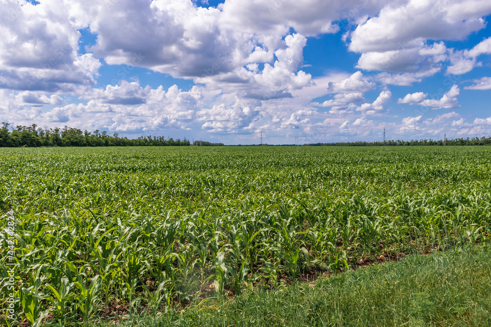 Summer landscape. View of a field with young shoots of green corn on a sunny day. A field with young green corn on the background of a blue sky with white cumulus clouds.