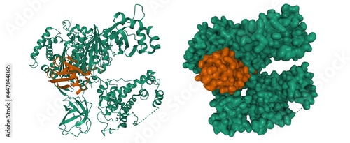 Structure of human ubiquitin activating enzyme E1 (Uba1, green) in complex with ubiquitin (brown), 3D cartoon and Gaussian surface model, PDB 6dc6, white background photo