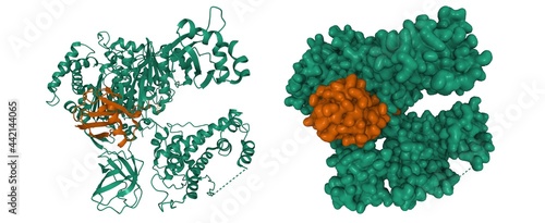 Fotografía Structure of human ubiquitin activating enzyme E1 (Uba1, green) in complex with