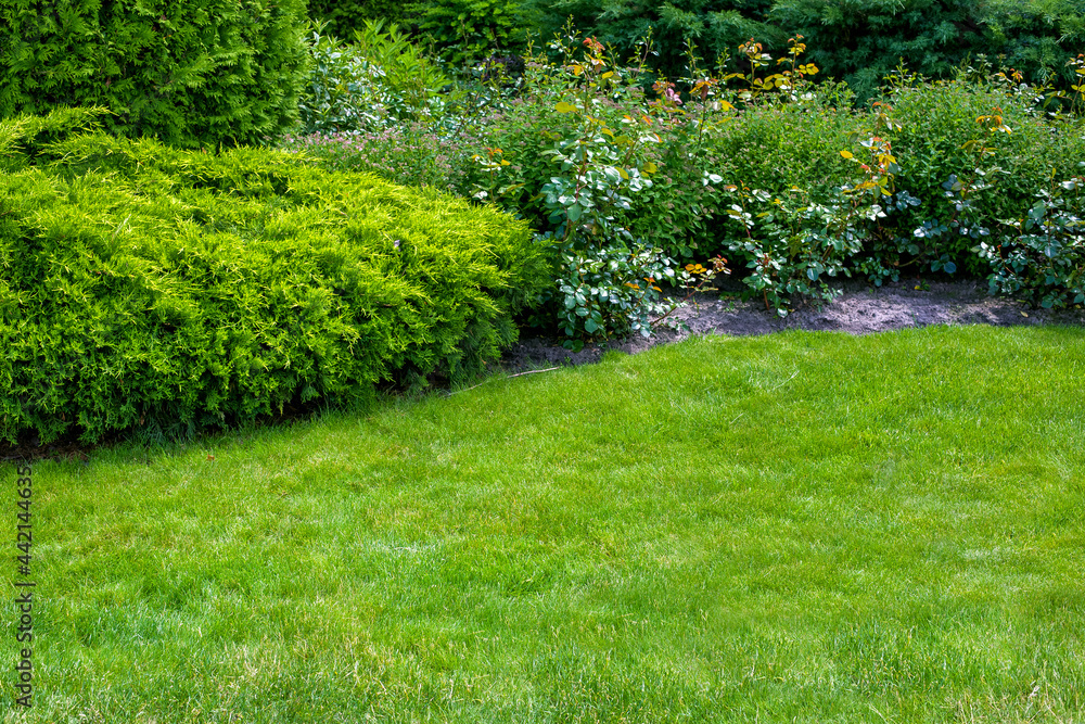 evergreen bush of thuja and roses in a backyard flower bed, landscaping with lawn and plant with copy space, nobody.