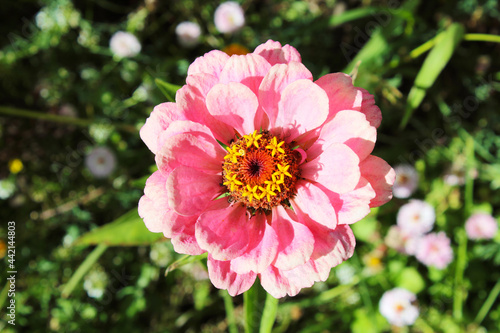 Beautiful pink zinnia flower. Close-up. Top view. Background. Texture.