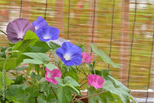 Konstfotografi 朝顔の花　すだれ