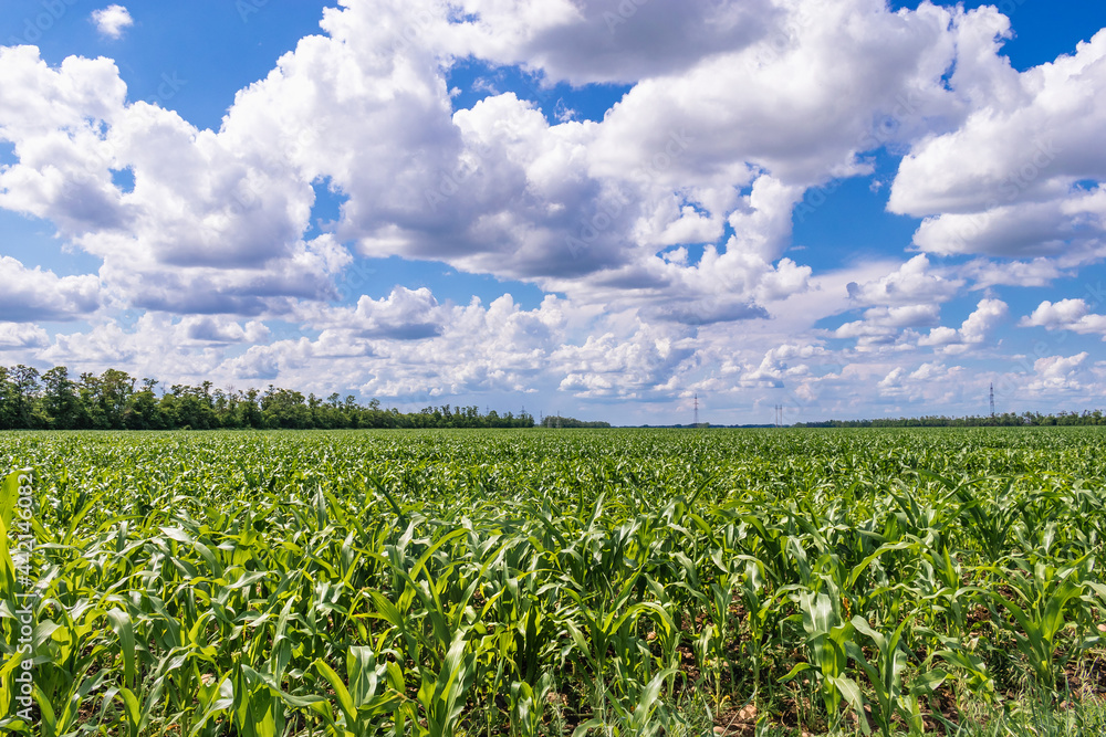 Summer landscape. A field with young green corn on the background of a blue sky with white cumulus clouds. View of a field with young shoots of green corn on a sunny day.