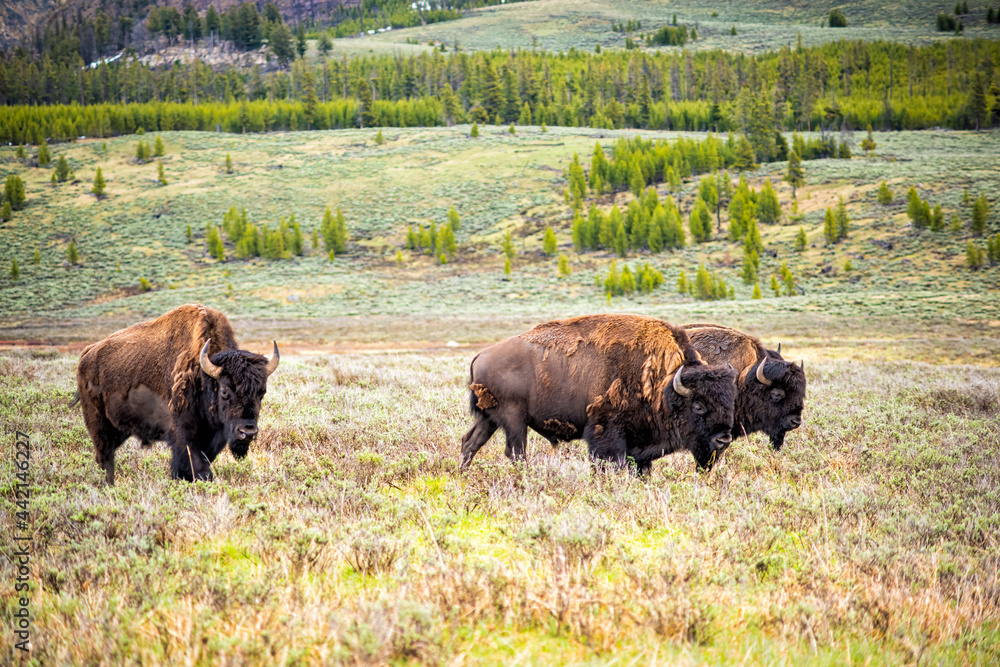 Herd of three bison animals walking in valley in Yellowstone national park as wild wildlife in early spring