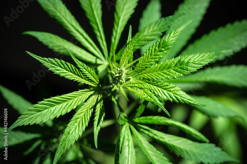 Young leaves of a cannabis plant on a black background. Selective focus.