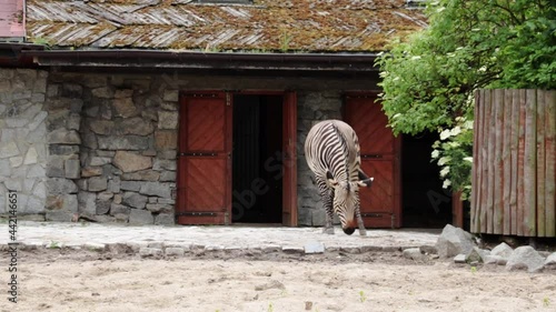 Close-up of a zebra that falls to the ground and sways