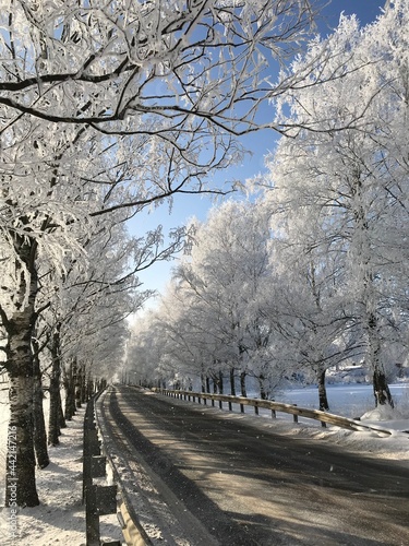 snow covered trees