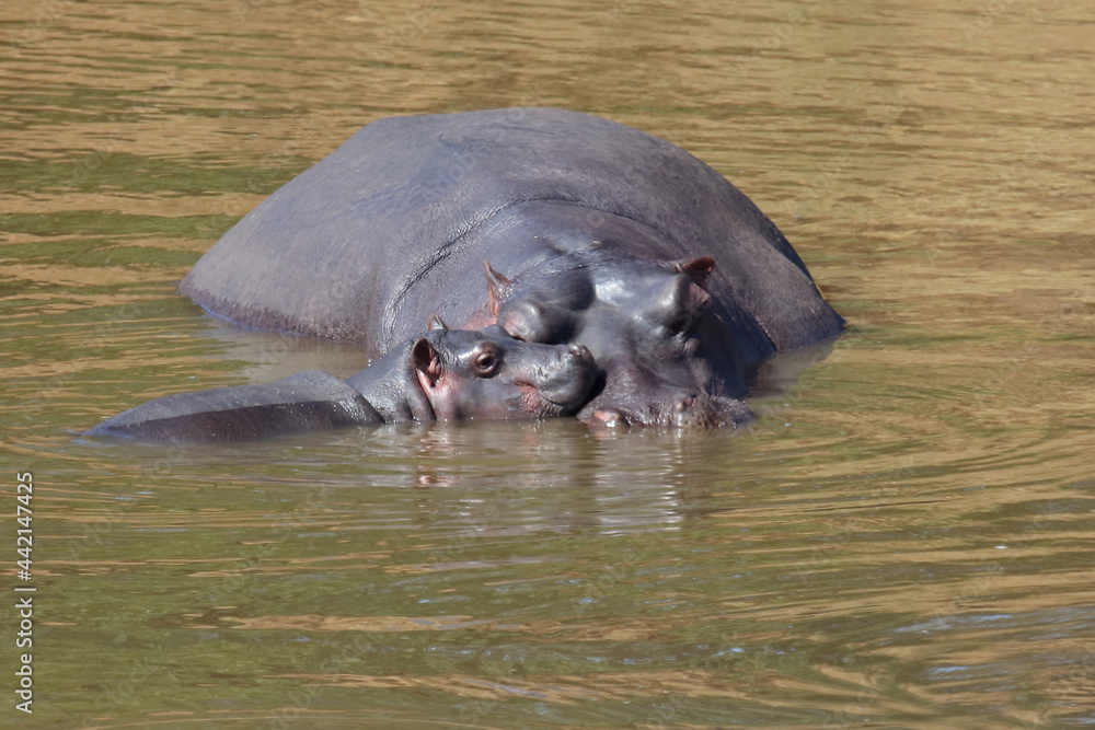 Fototapeta premium Flußpferd / Hippopotamus / Hippopotamus amphibius..