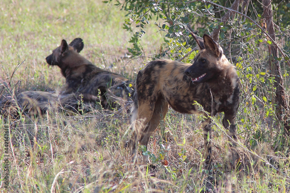 Afrikanischer Wildhund / African wild dog / Lycaon pictus. Afrikanischer Wildhund / African wild dog / Lycaon pictus.