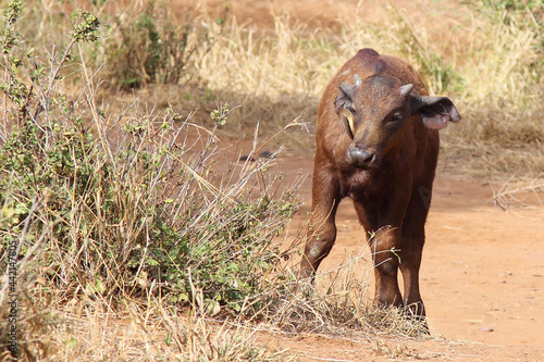 Kaffernb  ffel und Rotschnabel-Madenhacker   African buffalo and Red-billed oxpecker   Syncerus caffer et Buphagus erythrorhynchus...