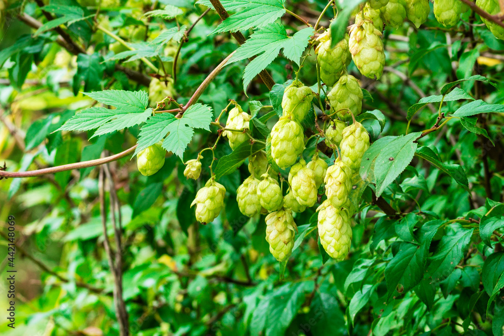 Green hop cones on the vine humulus.Close-up of dry green ripe hop cones.  Hops  cones or strobiles of the hop plant Humulus lupulus. Used as ingredient in beer. 