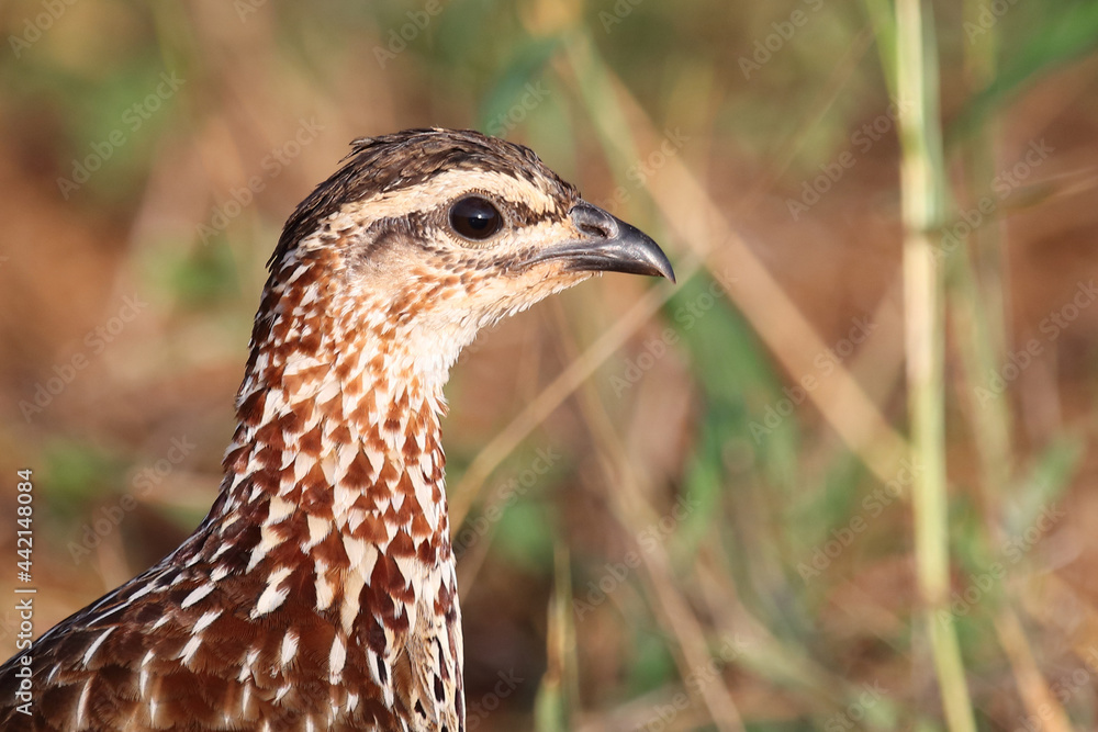 Schopffrankolin / Crested francolin / Francolinus sephaena Schopffrankolin / Crested francolin / Francolinus sephaena