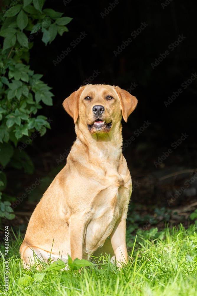 Close up image of golden brown labrador retriever, sitting on green grass in a park or garden, looking up, dog collar, lit by sun, blurry background, vertical image. High quality photo Close up image of golden brown labrador retriever, sitting on green grass in a park or garden, looking up, dog collar, lit by sun, blurry background, vertical image. High quality photo