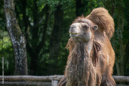Hairy brown camel in a zoo