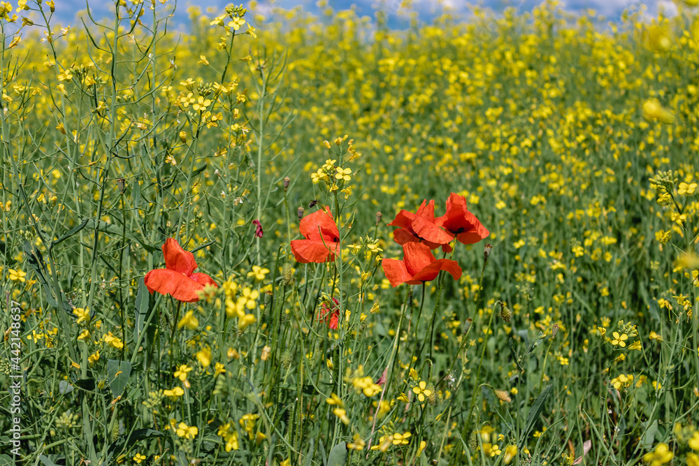 Beautiful poppies among the green grass with yellow flowers. Bright red poppies in the spring and summer in the field. Red poppies in a field on a sunny day.