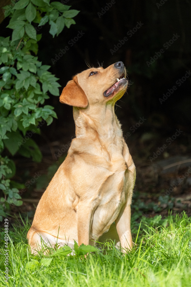 Close up image of golden brown labrador retriever, sitting on green grass in a park or garden, looking up, dog collar, lit by sun, blurry background, vertical image. High quality photo Close up image of golden brown labrador retriever, sitting on green grass in a park or garden, looking up, dog collar, lit by sun, blurry background, vertical image. High quality photo