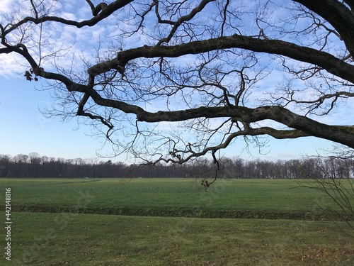 tree in the field