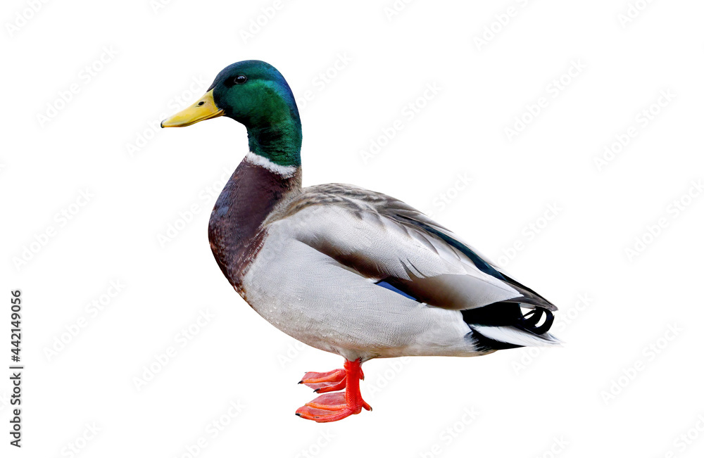 Male Mallard duck (Anas platyrhynchos), isolated on white background Male Mallard duck (Anas platyrhynchos), isolated on white background