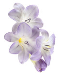 Purple freesia flowers isolated
