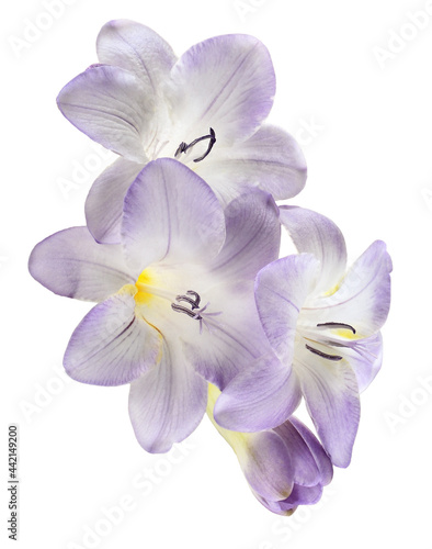 Purple freesia flowers isol...