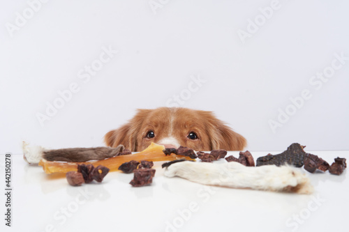 the dog steals snack from the table. Natural Pet Nutrition. Raw feeding photo