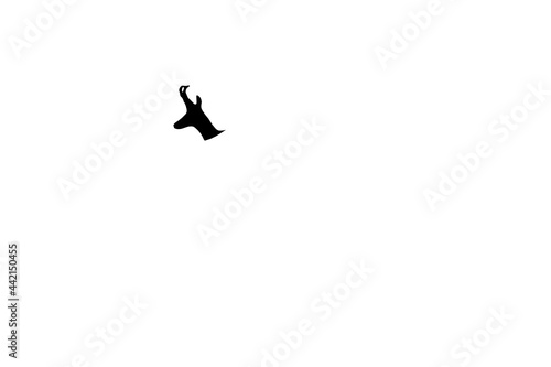 Chamois animal black and white logo silhouette photo