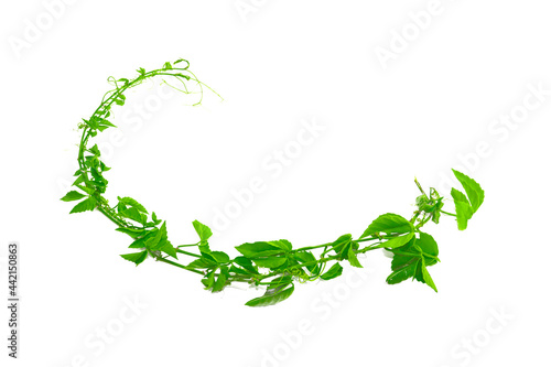 vines or green creeping plants