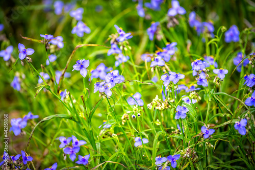 Tradescantia occidentalis Spiderwort purple blue wildflowers with three petals flower in Paynes Prairie Preserve State Park in Gainesville, Florida