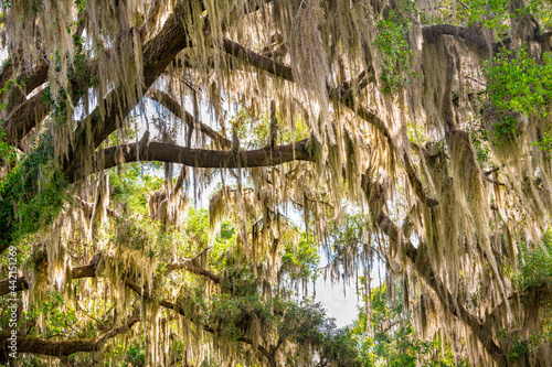 Gainesville, Florida tunnel canopy on street road of Southern live oak tree branches with hanging Spanish moss in Paynes Prairie State Park photo