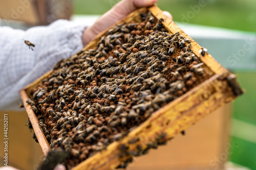 wax frame in bee hive, honey production