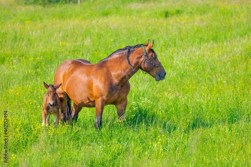 Carefree life on the farm. Rural country with spring meadows and farm aninmals. photo