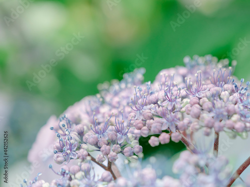 Hydrangea photo