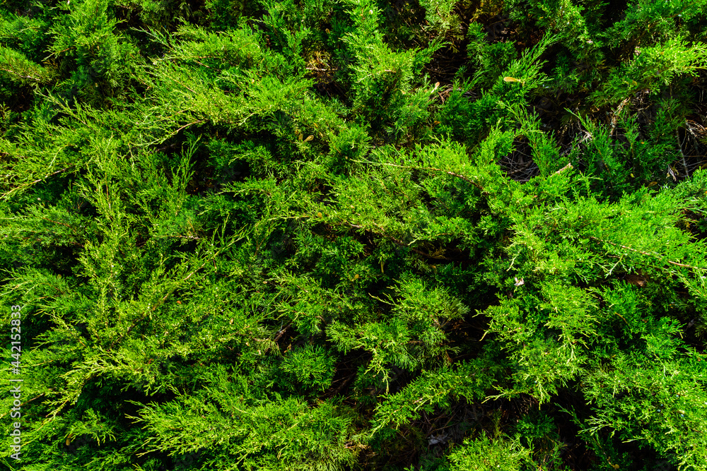 Obraz premium Background of the evergreen juniper bushes. Natural pattern