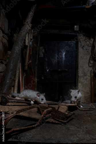 Cute gray dormouse in old barn photo