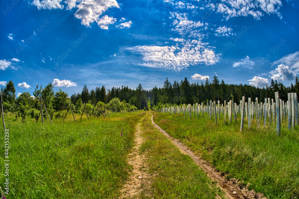Fototapeta premium hiking in Neuhaus am Rennweg