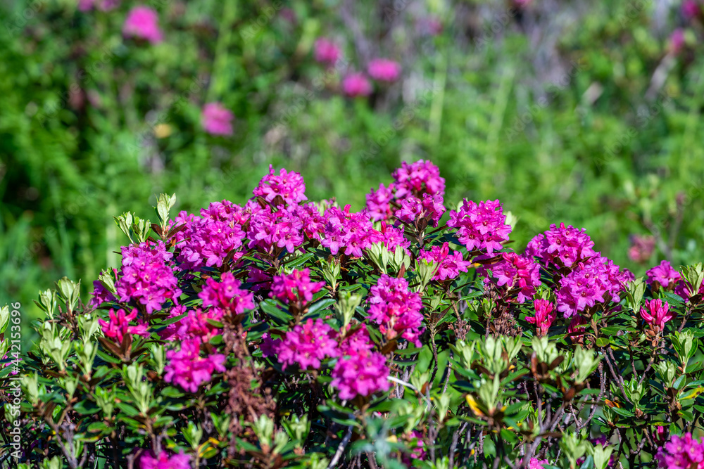 beautiful red colors in summer on the mountains brings the beautiful alpine rose, rhododendron ferrugineum